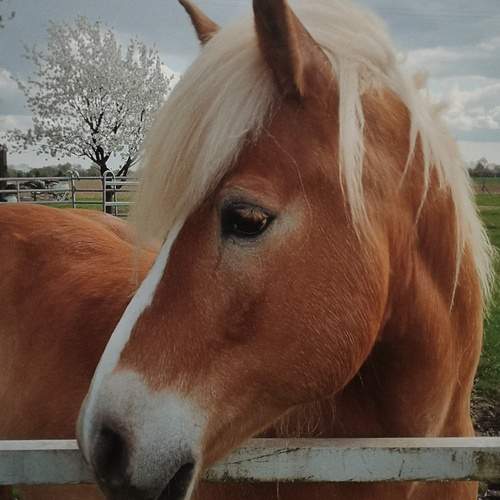 Photo #13113745