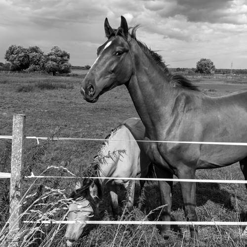 Photo #13113746