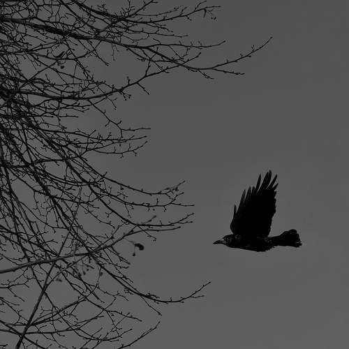 Photo #13113758