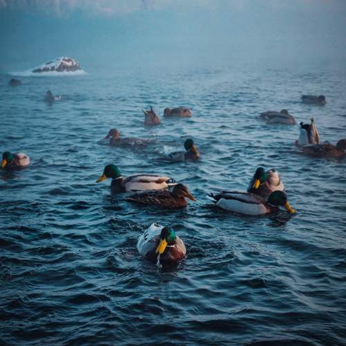 Утки на Енисее