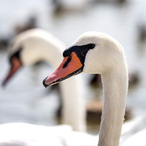 Photo #13114267
