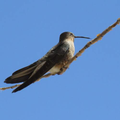 Photo #13114496