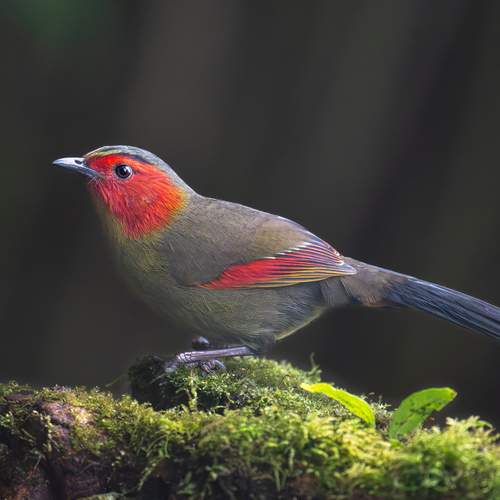 Scarlet-faced liocichla