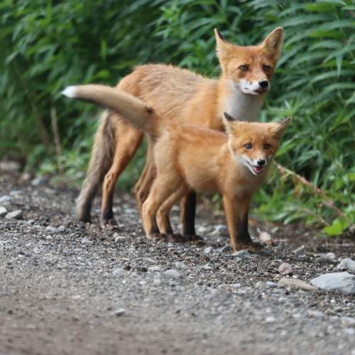 Photo #13114665