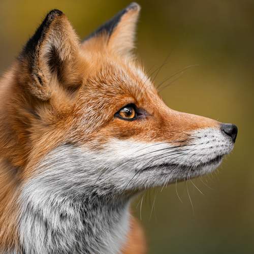 Photo #13114735