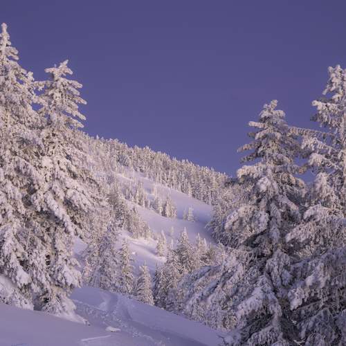 Photo #13115235