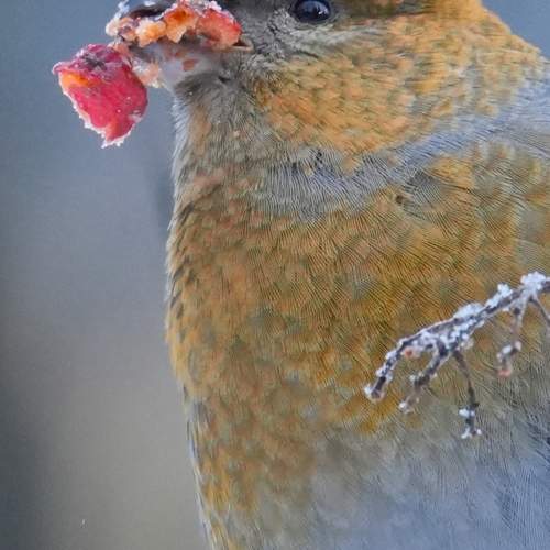Photo #13115243