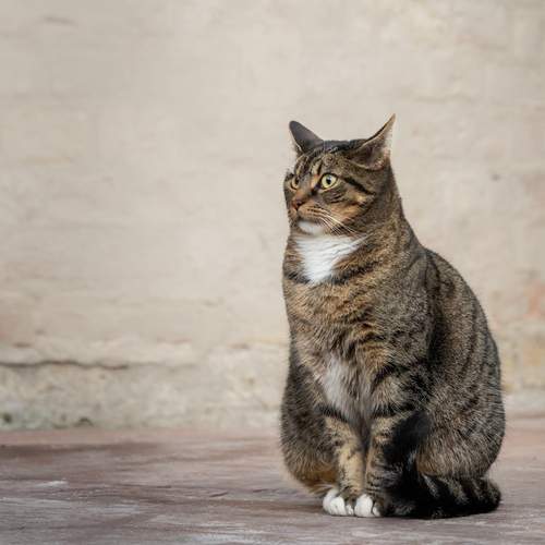 Photo #13115255