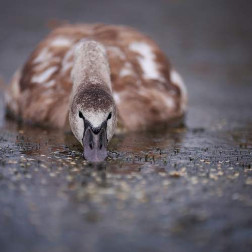 Photo #13115283
