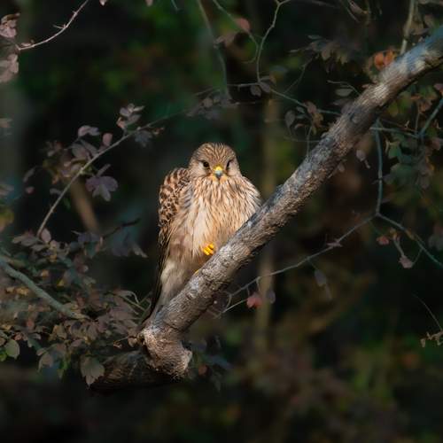 Photo #13115405
