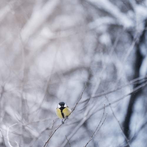 Photo #13115690