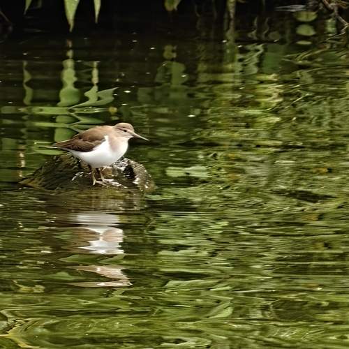 Photo #13115709