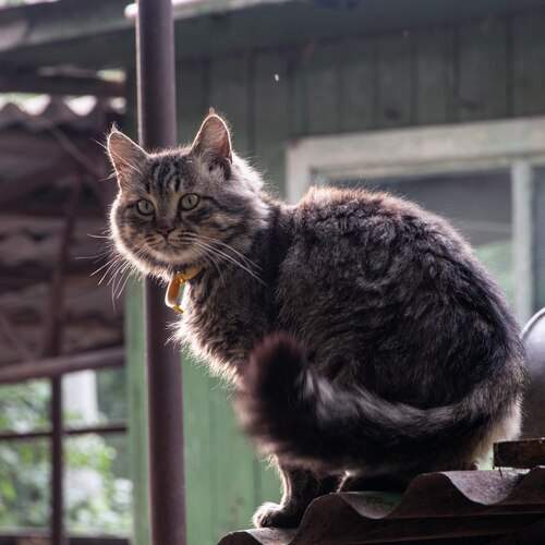 Photo #13116026