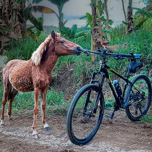 Photo #13116222