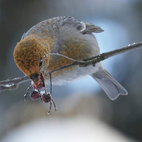 Photo #13116307