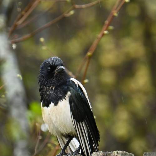 Photo #13116372