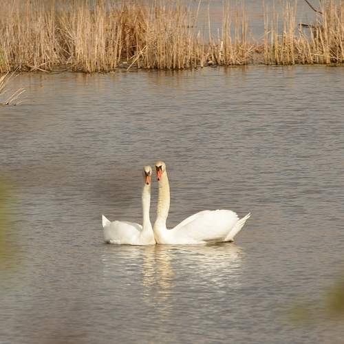 Photo #13116429