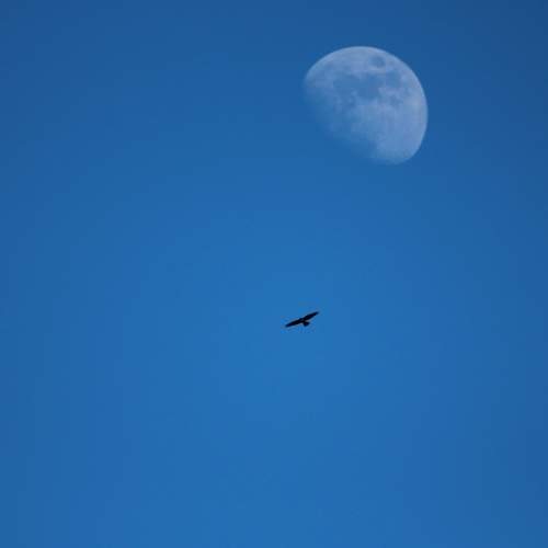 Photo #13116452