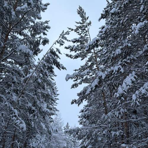 Photo #13116482