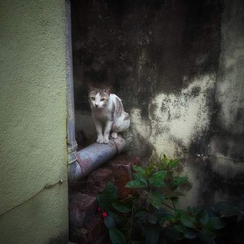 Lonely cat
