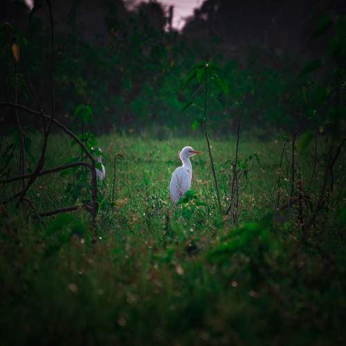 Photo #13116675