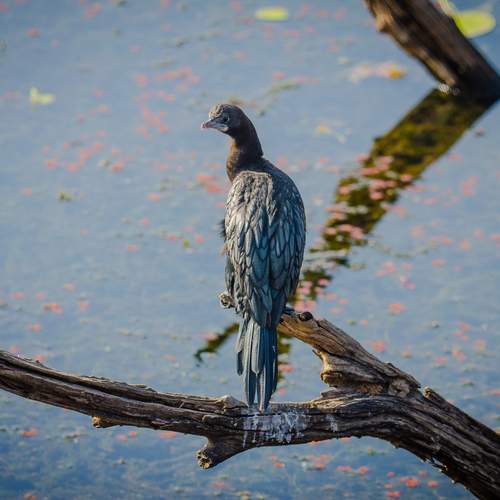 Photo #13116850