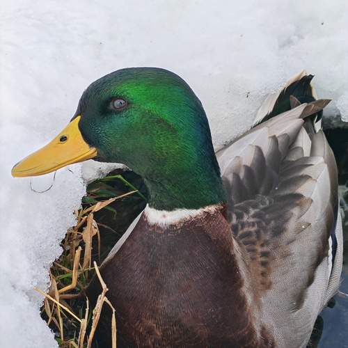 Photo #13116877