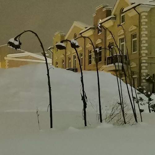 Photo #13117136