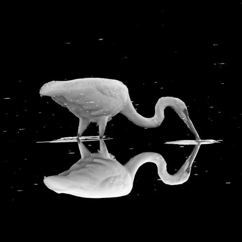 Graceful Hunter Egret