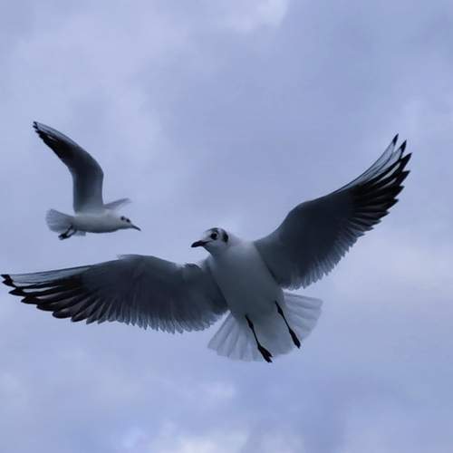 Photo #13117633