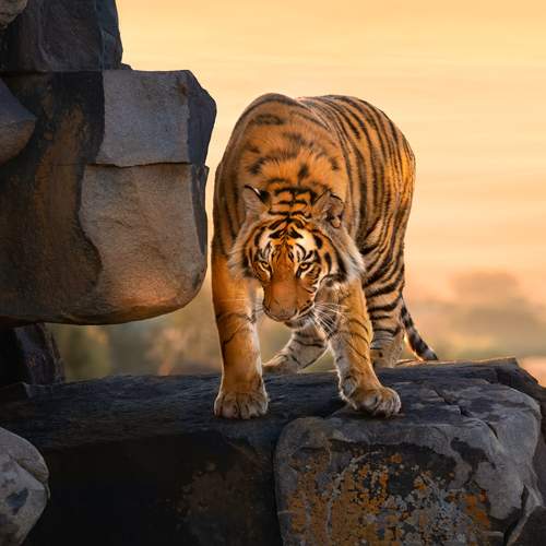 Бенгальские тигры