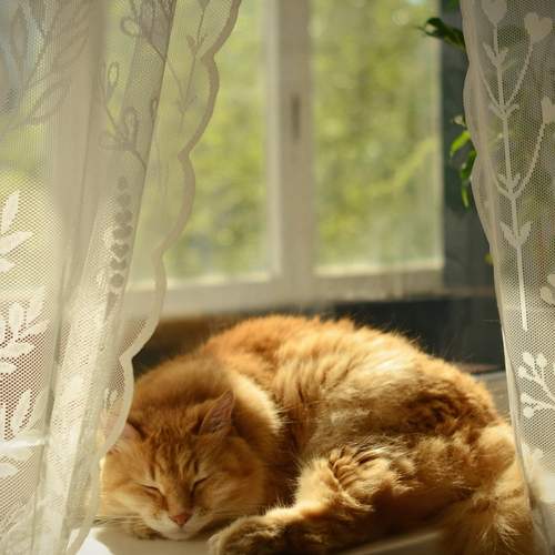 Котик на окошке