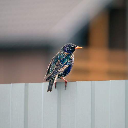 Photo #13117969