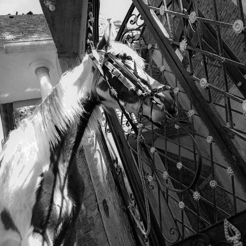 Photo #13118038