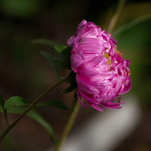 Photo #13118058