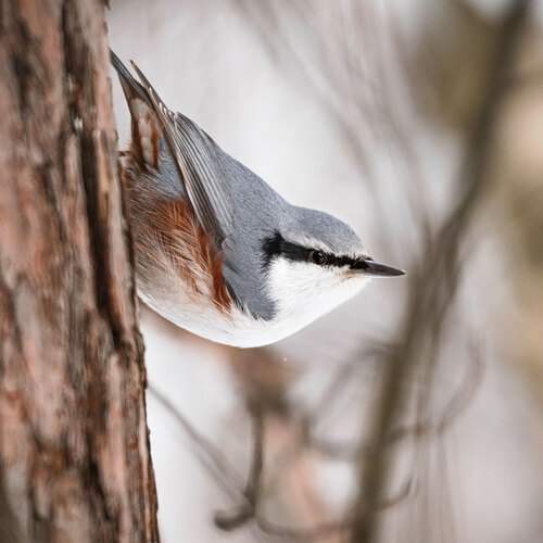 Обыкновенный поползень