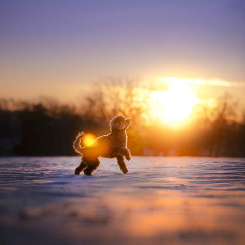 Icy Sunset