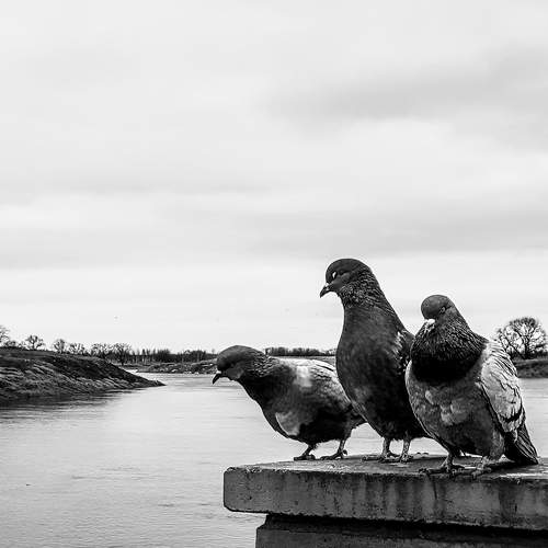 Photo #13118980