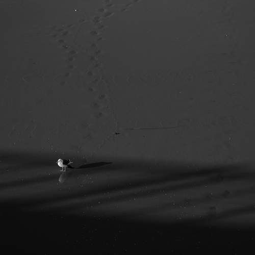 Photo #13119165