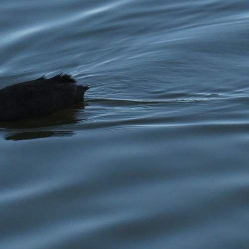 Photo #13119184