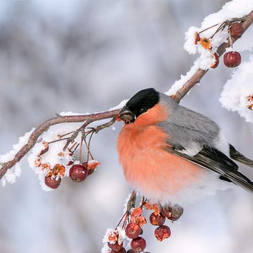 Фотография #13119203