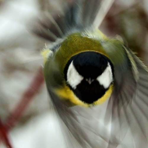 Photo #13119666