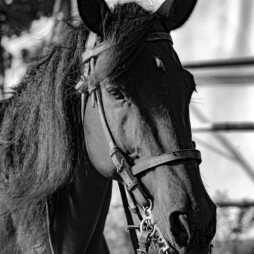Black Horse