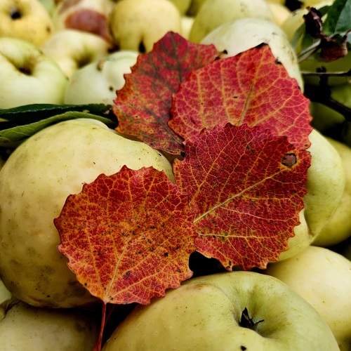 Photo #13120085