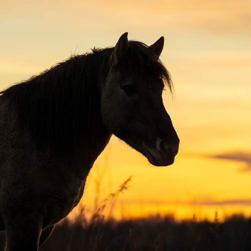 Photo #13120265