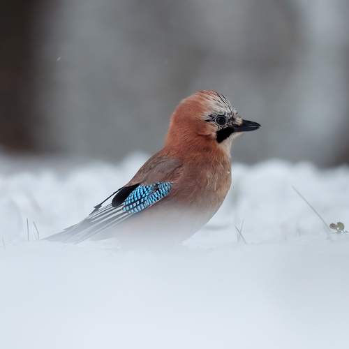 Photo #13120269