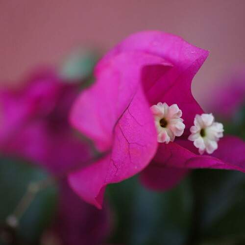 Photo #13120394