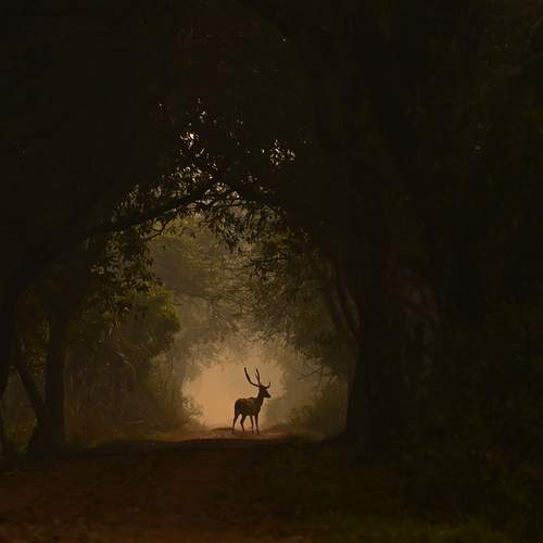Photo #13120447