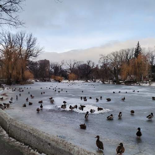 Photo #13120532
