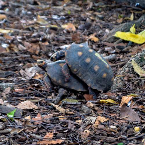 Photo #13120698